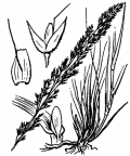 Nom original: Agrostis canina (n°4007)