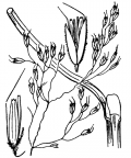 Nom original: Deschampsia flexuosa (n°4050)