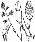Nom original: Poa supina (n°4121)