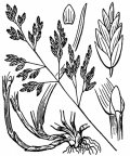 Nom original: Poa annua (n°4122)