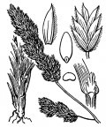 Nom original: Dactylis glomerata (n°4144)