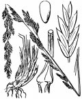 Nom original: Festuca fenas (n°4161)