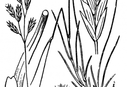 Nom original: Festuca pumila (n°4175)