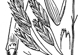 Nom original: Bromus schraderi (n°4186)