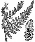 Nom original: Polystichum rigidum (n°4291)