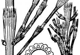 Nom original: Equisetum ramosissimum (n°4352)