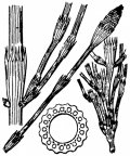 Nom original: Equisetum ramosissimum (n°4352)