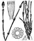 Nom original: Equisetum campanulatum (n°4353)