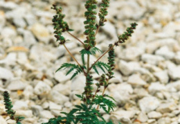 Ambrosia artemisiifolia, Ambroisie à feuilles d'armoise