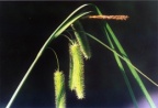 Carex pseudocyperus