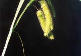 Carex pseudocyperus