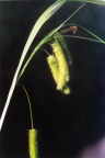 Carex pseudocyperus