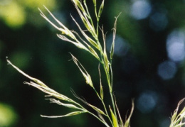 Festuca gigantea