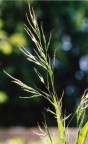 Festuca gigantea