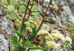 Sedum telephium maximum