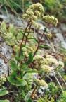 Sedum telephium maximum
