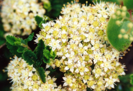 Sedum telephium maximum