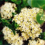 Sedum telephium maximum