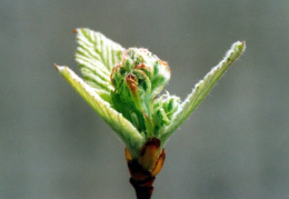 Sorbus aria, Alisier blanc