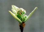 Sorbus aria, Alisier blanc