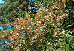 Sorbus aria, Alisier blanc