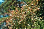 Sorbus aria, Alisier blanc