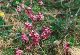 Daphne mezereum, Bois gentil