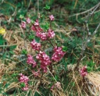 Daphne mezereum, Bois gentil