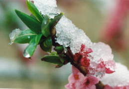 Daphne mezereum, Bois gentil