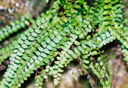 Asplenium trichomanes