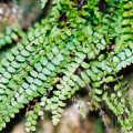 20000500_-_asplenium_trichomanes.jpg