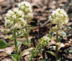 Petasites albus, Pétasite blanc