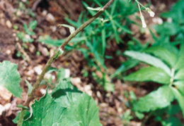 Petasites albus, Pétasite blanc