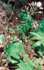Petasites albus, Pétasite blanc