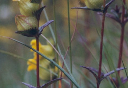 Rhinanthus minor, Petit rhinanthe