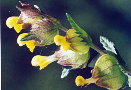 Rhinanthus minor, Petit rhinanthe