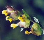 Rhinanthus minor, Petit rhinanthe