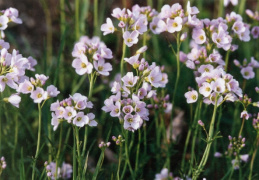 Cardamine pratensis