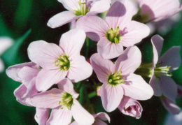 Cardamine pratensis