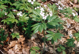 Cardamine heptaphylla