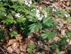 Cardamine heptaphylla