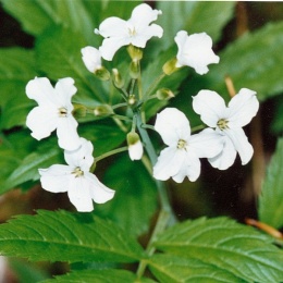 Cardamine heptaphylla