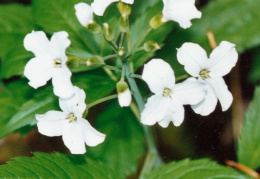 Cardamine heptaphylla