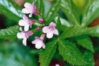 Cardamine pentaphyllos