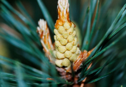 Pinus sylvestris