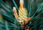 Pinus sylvestris