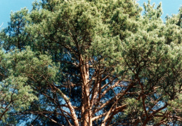 Pinus sylvestris