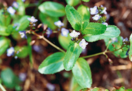 Veronica beccabunga, Véronique beccabunga