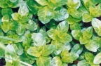 Veronica beccabunga, Véronique beccabunga