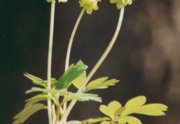 Adoxa moschatellina, Muscatelle